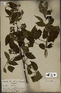 spécimen de Rubus sp.