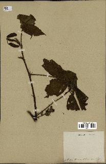 spécimen de Rubus sp.