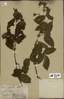 spécimen de Rubus sp.