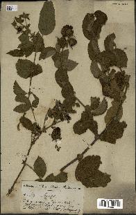 spécimen de Rubus sp.