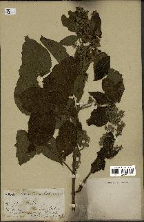 spécimen de Rubus sp.