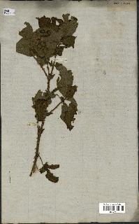 spécimen de Rubus sp.