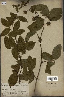 spécimen de Rubus sp.