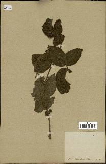 spécimen de Rubus sp.