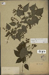 spécimen de Rubus sp.