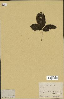 spécimen de Rubus sp.