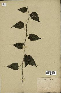 spécimen de Rubus sp.