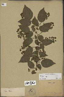 spécimen de Rubus sp.