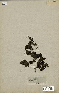 spécimen de Rubus sp.