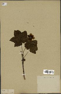 spécimen de Rubus sp.