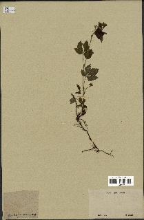 spécimen de Rubus sp.