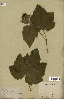spécimen de Rubus sp.