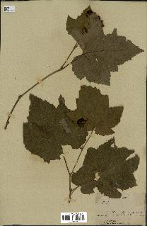 spécimen de Rubus sp.