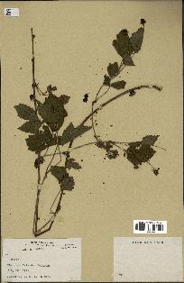 spécimen de Rubus sp.