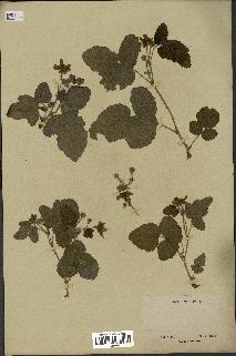 spécimen de Rubus sp.