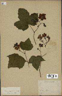 spécimen de Rubus sp.