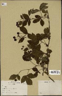 spécimen de Rubus sp.