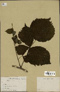 spécimen de Rubus sp.