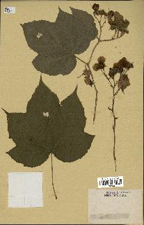 spécimen de Rubus sp.