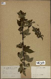 spécimen de Rubus sp.