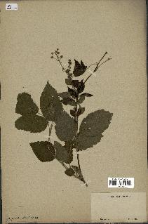 spécimen de Rubus sp.