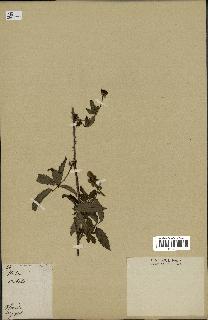 spécimen de Rubus sp.
