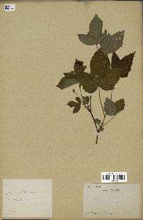 spécimen de Rubus sp.