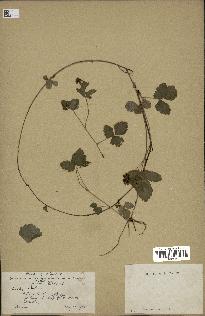 spécimen de Rubus sp.