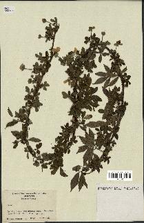 spécimen de Rubus sp.