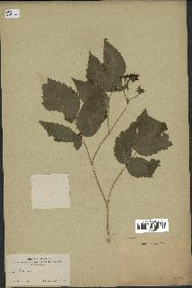 spécimen de Rubus sp.