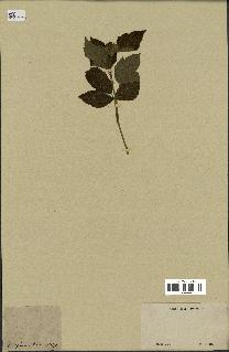 spécimen de Rubus sp.