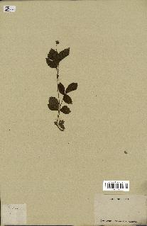 spécimen de Rubus sp.