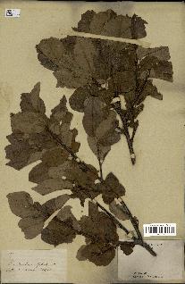 spécimen de Rubus sp.