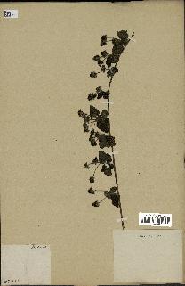 spécimen de Rubus sp.
