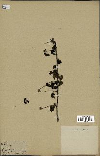 spécimen de Rubus sp.