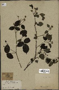 spécimen de Rubus sp.