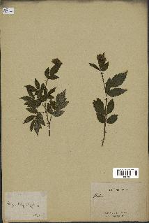 spécimen de Rubus sp.