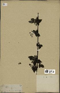 spécimen de Rubus sp.