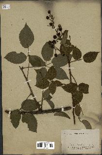 spécimen de Rubus sp.