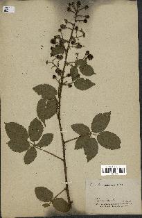 spécimen de Rubus sp.