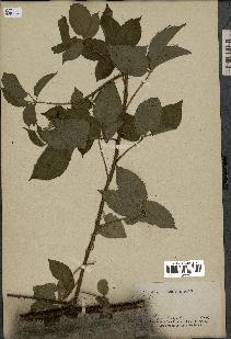 spécimen de Rubus sp.