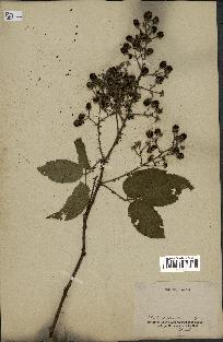 spécimen de Rubus sp.