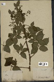 spécimen de Rubus sp.