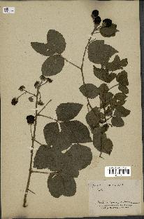 spécimen de Rubus sp.