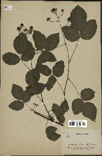 spécimen de Rubus sp.