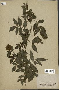 spécimen de Rubus sp.