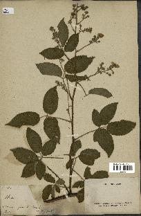 spécimen de Rubus sp.