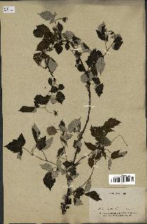 spécimen de Rubus sp.
