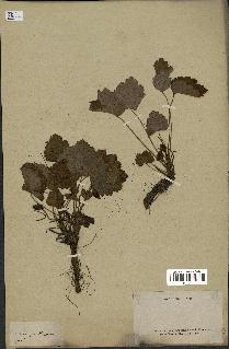 spécimen de Rubus sp.