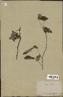 spécimen de Rubus sp.